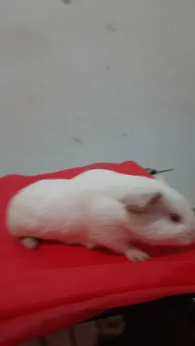 DOAÇÃO PORQUINHO DA INDIA