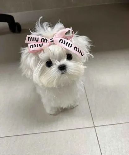 Filhote maltês, Não resista a essa fofura de quatro patas!