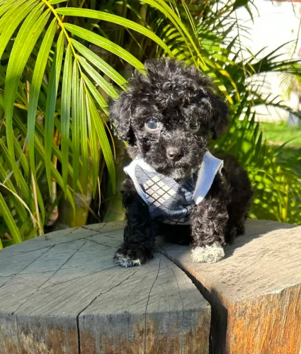 Poodle pretinho Toy!Perfeição da raça!