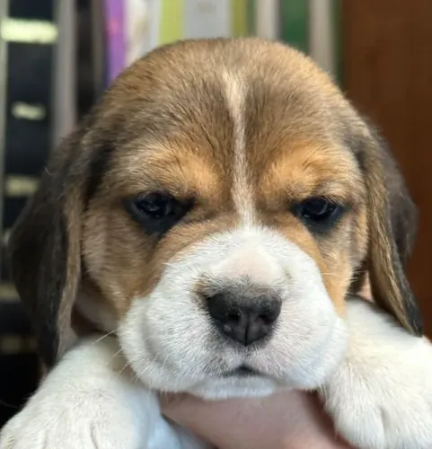 Filhotes de Beagle | Prontos pra alegrar seu dia!