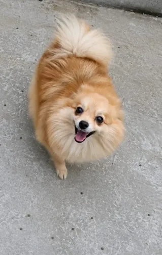 Lulu da Pomerânia Adulta Menos de 3kg
