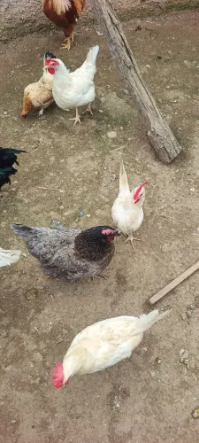 Galos e Galinhas