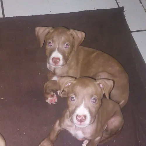 FILHOTES DE PITBULL BLACK COM RED NOSE