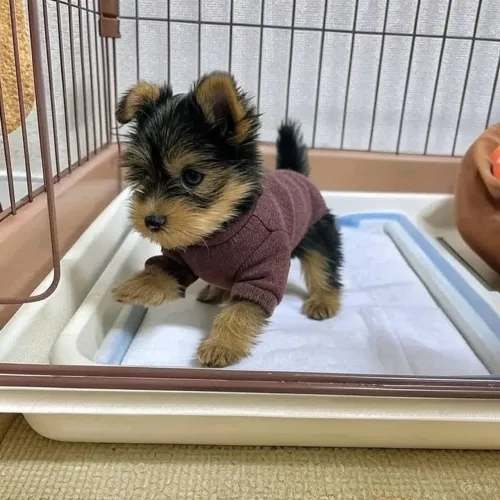 Yorkshire mini Cachorrinhos incríveis disponíveis por tempo limitado
