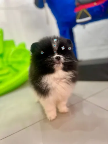 Lulu da pomeranea 72 dias vacinado e vermifugado 