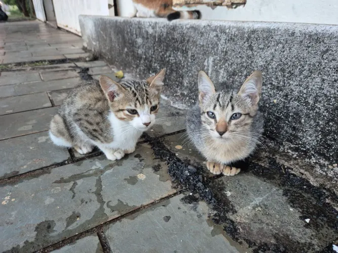 Doação de gatinhos