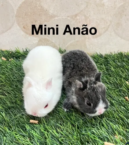 Coelhos Netherland Dwarf 