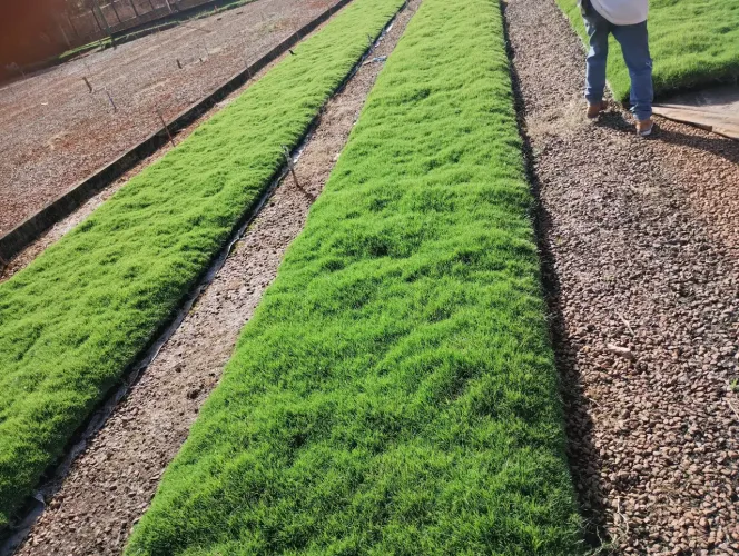 R&A PLANTAÇÃO DE GRAMA