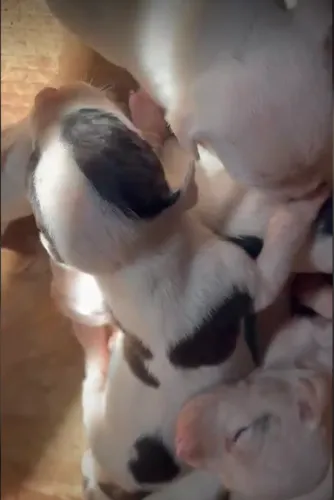 FILHOTES DE PIT BULL RED NOSE PUROS