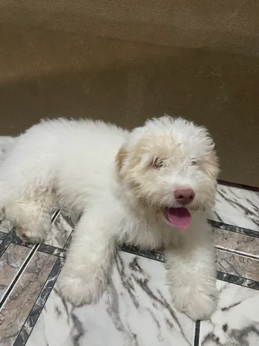 Cachorro Podle Toy