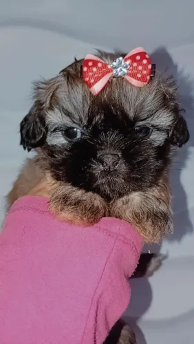 Linda fêmea mini Shih Tzu 45.dias cor Golden 