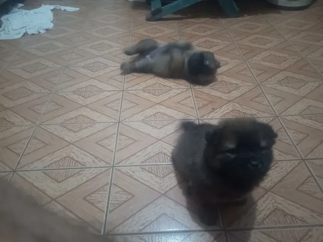 Chow Chow filhotes puro