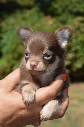 Chihuahua mini encantador