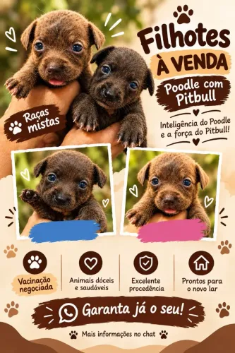 Filhote poodle com Pitbull 