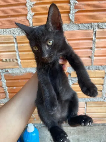 Doação de gatinho