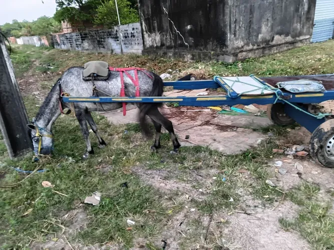 Vendo egua encarroçada