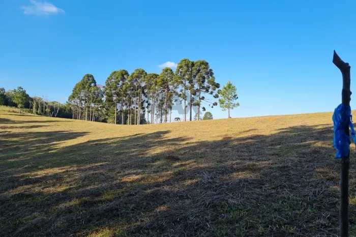 "Terreno 20.131 m² com 1500 pés de Pinus no Centro de Tijucas do Sul/PR."