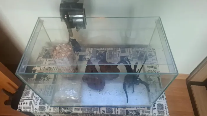 Aquario