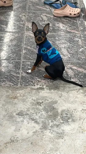 Vendo um filhote de pinscher com 4 meses fêmea , motivo viagem 