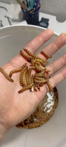 Tenébrio do Gigante ?