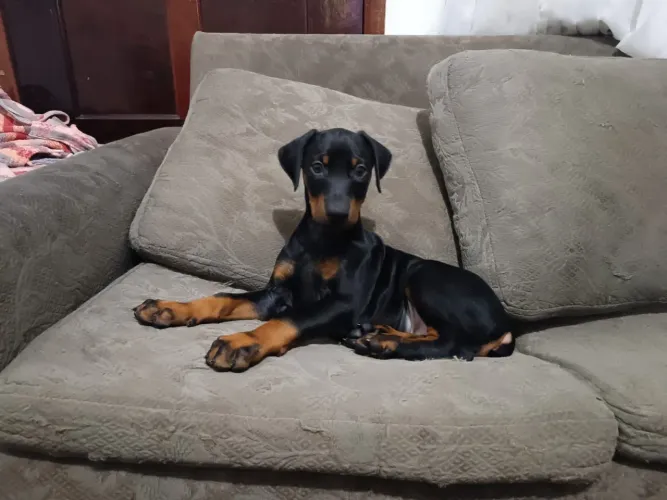 Doberman filhote (macho)