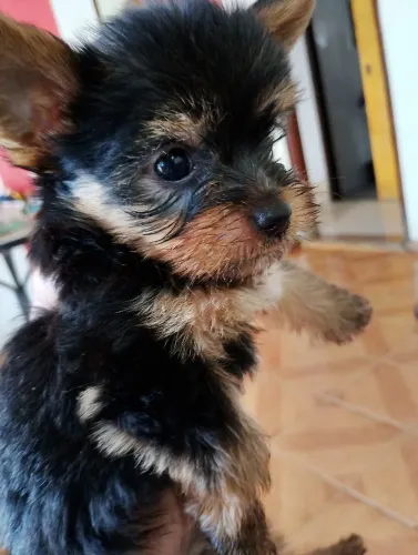 Filhote york machinho