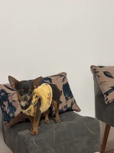 chihuahua blue and tan para cruza