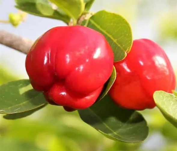 Mudas acerola enxertada! 