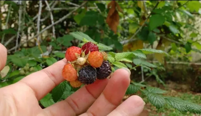 FRAMBOESA NEGRA MUDAS SOMENTE 35