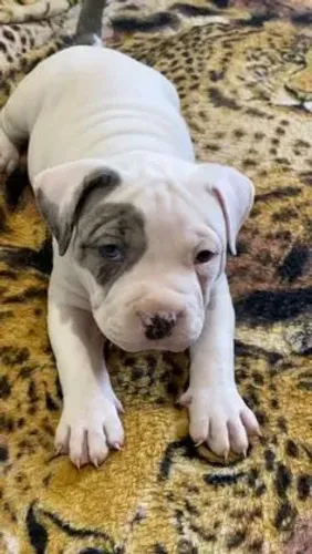 Filhote de pitbull pirata 