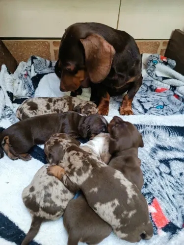 Filhotes  de linguicinha