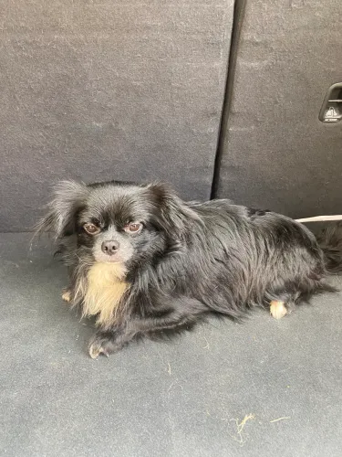 Chihuahua pelo longo 