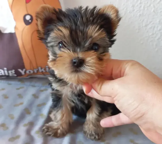 Filhote Yorkshire Terrier, Se prepare para a explosão de fofura que vai invadir sua casa!