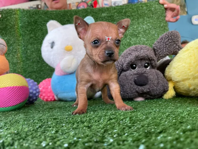 Pinscher miniatura fêmea disponível.