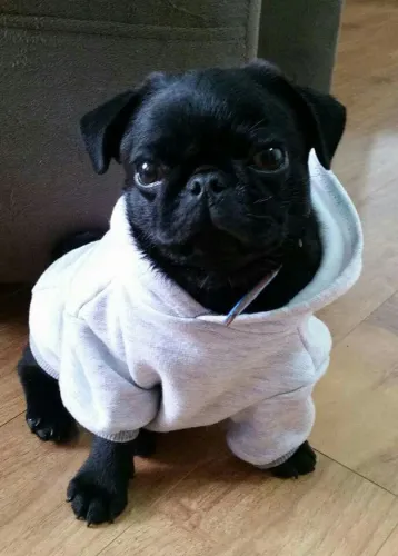 Pug adorável com casaco