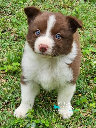 Border Collie Marrom e Branco 