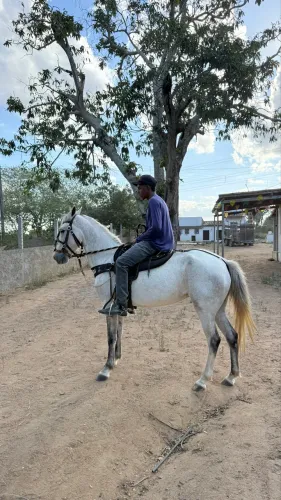 Vendo égua de picado