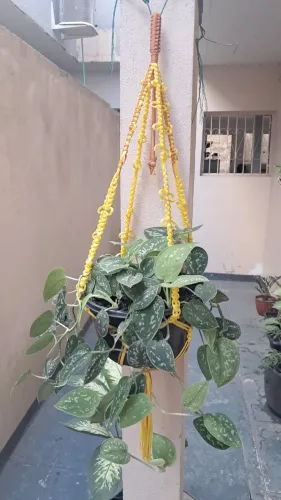 Suporte de planta de macrame