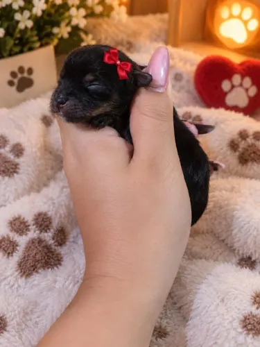 Micro