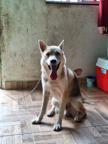 Husky. Procuro Namorada