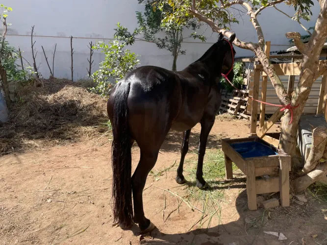 Vendo linda égua de marcha batida