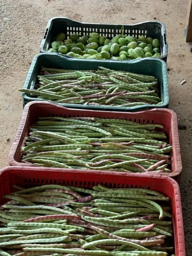 FEIJÃO VERDE / FEIJÃO DE CORDA