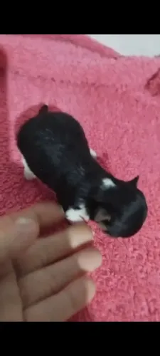 Chihuahua pelo curto minúscula