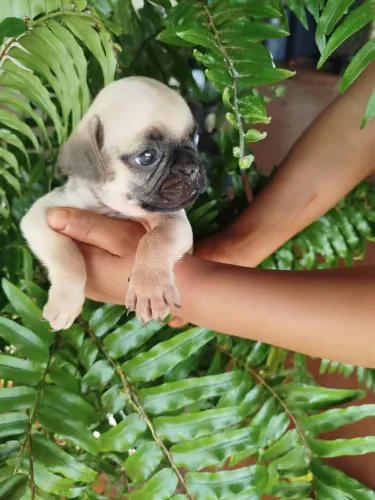 Filhote de Pug machinho