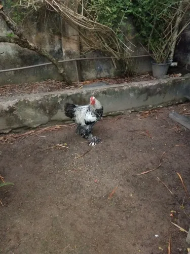 GALO E GALINHA 
