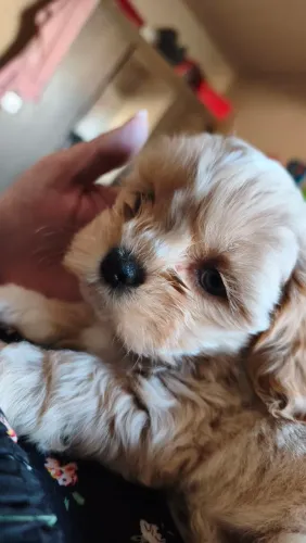 Filhote de lhasa 57dias (Macho)