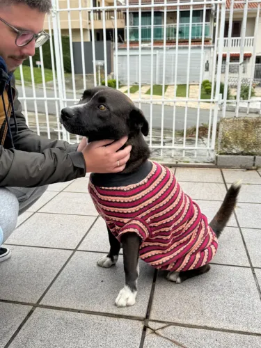 Cachorro p/ Adoção