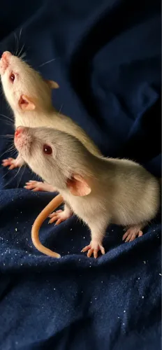 Rato Twister 