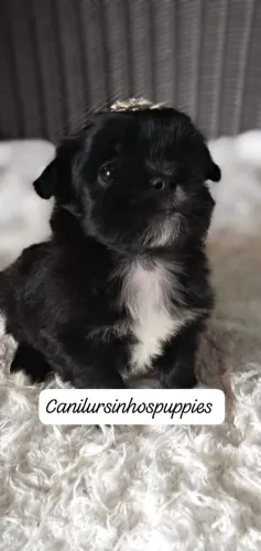 Lhasaapso bebês pronta entrega 