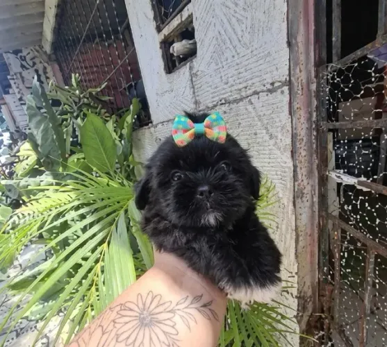 Filhote de shih Tzu disponível 